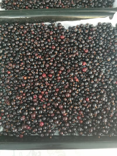 The image shows a close-up, overhead view of a large quantity of black currants spread out on a black baking tray. Some of the currants are a deep black, while others have a reddish hue. A small portion of another baking tray filled with currants is visible at the top of the image. The currants are densely packed and appear to be fresh. The scene is a still life arrangement of fruit, likely prepared for drying or another form of preservation. There are no people, actions, or interactions depicted. The environment is limited to the baking tray and a small sliver of a patterned surface below it, suggesting an indoor setting, possibly a kitchen or food preparation area. There is no information in the image to suggest a specific location within Pociumbeni, Moldova.