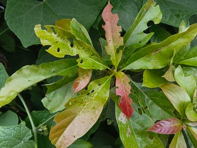 The image displays a close-up view of plant foliage located in Suối Đục, Vietnam. The central subject is a cluster of leaves exhibiting various stages of growth and damage. Colors range from bright green and pale yellowish-green to distinct reddish-brown and pinkish-red, particularly on several younger or stressed leaves. Numerous leaves feature irregular holes and serrated edges, consistent with insect herbivory. Small water droplets are visible on the surface of some leaves. The background consists of denser, darker green foliage, possibly from an adjacent plant, with indistinct white bud-like structures faintly visible in the lower-left portion of the frame. No human individuals or animals are present in the scene.
