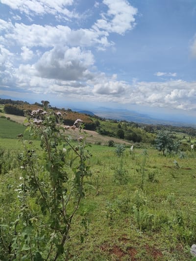 The image captures a landscape in a rural area of Municipality Ward, Kenya. The foreground features a field of green grass with sparse vegetation and a tall, leafy plant with budding flowers. The middle ground shows a rolling terrain with agricultural plots and sections of forest. The background displays a valley and distant mountain ranges under a sky filled with scattered clouds. No people or animals are visible. The environment appears to be one of agriculture and natural vegetation.