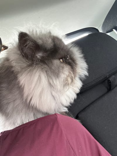 In Topola Municipality, Serbia, a close-up shot shows a fluffy, gray cat resting on a dark-colored car seat. The cat's fur is long and soft, with darker gray markings on its face. Its right eye is visible, reflecting a golden light. The cat is positioned on the seat with its body partially obscured by a piece of burgundy fabric in the foreground, possibly clothing or a blanket. The background shows the interior of a vehicle, including the back of a headrest. The lighting suggests it's daytime, possibly indoors or in a shaded outdoor area.