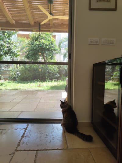 A horizontal indoor shot depicts a cat perched near a sliding glass door in what appears to be a home in Beer Yaaqov, Israel. The cat, a dark tabby, is positioned on a tiled floor next to the door frame and looks toward the outside. The door provides a view of a lush outdoor scene with trees, greenery, and a glimpse of a covered patio with a wooden ceiling structure and fan. A cabinet or shelf is mounted on the wall above the cat, and a framed picture and light switches are visible on the wall to the left of the door.