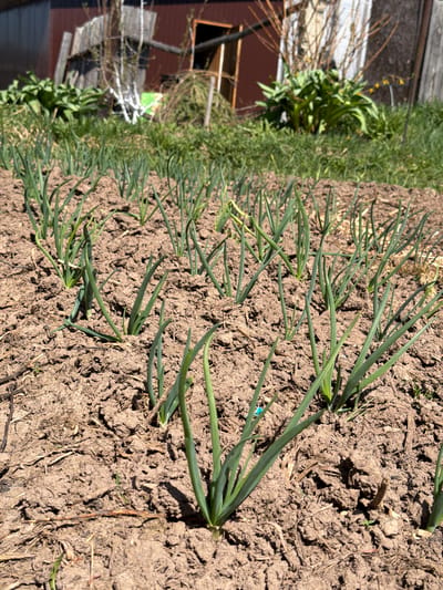The image depicts a row of green onion plants growing in dry, cracked soil. The plants are positioned close together in a straight line along a garden bed. To the left of the onions is a patch of green plants and shrubs. A weathered wooden fence and part of a red building are partially visible in the background. The scene is outdoors in daylight. It is unknown if this photo was taken in Ol'khovo, Russia, as there are no identifying markers.