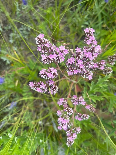 The image shows a close-up, top-down view of a cluster of small pink and white flowers on a stem, surrounded by green grass and foliage. The background is blurred, suggesting a natural outdoor setting. There are no people or discernible man-made objects in the frame. The lighting appears to be natural daylight, with soft shadows indicating an overcast or shaded environment. The composition focuses on the delicate details of the flowers. The image does not provide any information about its location in Shida, Russia.