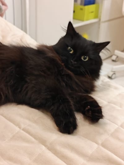 A black, long-haired cat is lying on a quilted, light-colored surface, possibly a bed or sofa. The cat is positioned diagonally in the frame, with its body extending from the upper left to the lower right. Its head is turned towards the viewer, and its eyes are open and looking forward. The background is blurred, but appears to be an indoor setting with shelves and what looks like office furniture. The lighting is soft and diffused, creating a warm and inviting atmosphere. No specific location in Kalmykovo, Russia can be determined from the image.