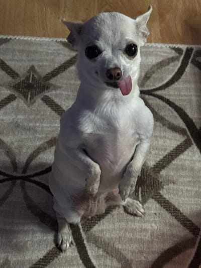 A white chihuahua dog with its tongue sticking out sits upright on a patterned rug. The dog's front paws are clasped together. The rug has a geometric design in shades of grey and brown. In the background, a wooden floor is visible. The image was taken indoors. The location in the city of Gurkovo, Bulgaria is not discernible from the image.
