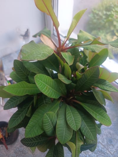 A potted plant with lush green leaves and reddish stems sits on a windowsill in Тайжина, Russia. The plant is positioned to the right of a clear glass, which is partially obscured by the plant's foliage. The background consists of a white wall and a window, with some greenery visible outside. The plant's leaves are oval-shaped with prominent white veins. The scene is well-lit, suggesting it is daytime. The overall impression is of a well-maintained indoor plant in a residential setting.