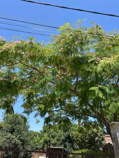 In Tankovo, Bulgaria, a Mimosa tree with green, feathery leaves and delicate pink flowers is in bloom against a clear blue sky. Power lines stretch horizontally across the upper portion of the frame. Below the tree, a fence made of metal mesh and posts separates the property from what appears to be a garden or yard with more trees and foliage. A stone pillar with stacked blocks is visible to the right, adjacent to the fence. The scene is captured on a bright, sunny day.