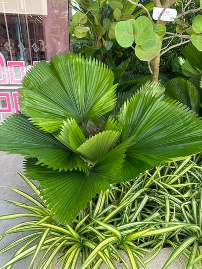 The image captures a close-up view of lush green tropical foliage in an outdoor setting, possibly in the city of Krabi Yai, Thailand. Dominating the foreground are large, fan-shaped palm leaves with distinct pleats and serrated edges. These vibrant green leaves are wet, suggesting recent rainfall or irrigation. Interspersed at the base of the palm are spiky, variegated plants with long, slender leaves striped in shades of green and yellow. In the background, a tree with rounded, light green leaves is visible, bearing a small white sign with Thai script and Latin text, indicating it is *Coccothrinax crinita (L.) L. H. Bailey*. Behind the tree and to the left, a building facade with large windows and pink detailing is partially visible. The ground appears to be paved with small, light-colored stones or concrete. The overall impression is one of a well-maintained tropical landscape, likely a garden or public space, with the urban environment subtly present in the background. There are no people or animals visible in the frame.