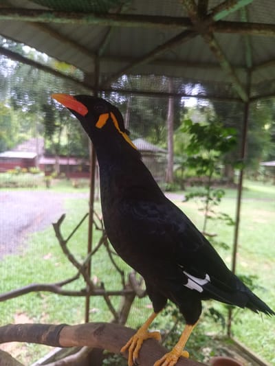 A Great Myna bird, black with yellow markings on its head and an orange beak, perches on a branch inside an enclosure. The enclosure's roof is visible above the bird, and wire mesh surrounds it. Outside the enclosure, a grassy area and trees are visible, with a building in the distance. The scene is located outdoors in a green, natural setting, although it is not possible to confirm the location is Takdat, Thailand, from the image alone.