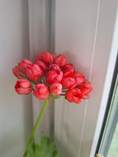 The image displays a close-up, vertical shot of a cluster of bright pink, unopened flower buds, likely geraniums, against a neutral, light-colored background. The buds are tightly packed, with delicate petals just beginning to unfurl. A thin, green stem supports the cluster, and a portion of a green leaf is visible at the bottom left of the frame. The background consists of vertical, light-colored panels, possibly blinds or a window frame, with subtle vertical lines indicating separation between them. The lighting is soft, suggesting an indoor setting, perhaps near a window, with the natural light illuminating the flowers. There are no people or animals in the image, and no indication of any specific location within Sosnovka, Russia. The scene is static and focuses solely on the botanical subject matter.