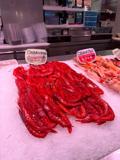 This media file shows a display of fresh seafood on ice, likely in a market or fishmonger's shop. The primary subjects are two types of large, red prawns. In the foreground and to the right, a pile of bright red prawns, likely "Carabineros," is prominently displayed on a bed of crushed ice. To the left of these, and slightly further back, is a pile of larger, pale pinkish-orange prawns, which appear to be "Cigalas" (Norway lobsters or langoustines).
Visible text on price tags provides further detail:
- A red and white tag near the Cigalas reads "CIGALA RAYA" and "P.V.P. 15.0" with "KILO" below.
- A light-colored tag near the Carabineros reads "CARABINEROS" with "20.0" and "KILO" below. The "0" in "20.0" is stylized to look like a wheel.
The overall scene suggests a commercial setting where fresh seafood is being sold. The lighting in the image has a pinkish hue, which might be due to the overhead lighting in the establishment. There are no people visible in the frame. The background shows shelves with stacked plastic containers and a glimpse of what might be refrigeration units, reinforcing the idea of a food retail environment. The location context suggests this is likely in Alboraia, Spain, a region known for its coastal access and seafood. The time of day is not discernible, nor is the weather. The focus is entirely on the fresh seafood.