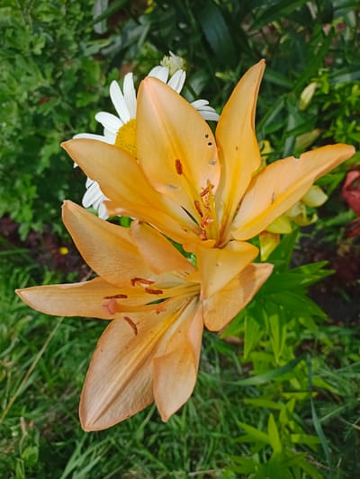 The image displays a close-up view of two orange lilies in a garden setting. The lilies are the primary subjects, with their petals unfurled and stamens visible. One lily is positioned above and to the right of the other, creating a layered effect. Behind the lilies, a white daisy with a yellow center is partially visible. The background consists of lush green foliage, suggesting a natural outdoor environment. The overall scene is one of a vibrant garden in bloom. The location is specified as Хацежынскі сельскі Савет, Belarus.