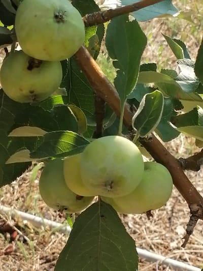A close-up, eye-level shot captures a cluster of unripe, green apples hanging from a tree branch. The apples vary in size, with the largest measuring approximately 5cm in diameter. Some apples are partially obscured by lush green leaves, which exhibit a slightly serrated edge. The branch itself is brown and woody. The background is blurred, showing dry, light brown ground with some sparse green vegetation. The scene is lit by natural sunlight, casting soft shadows. The image was taken in Kozhokhovo, Kazakhstan.