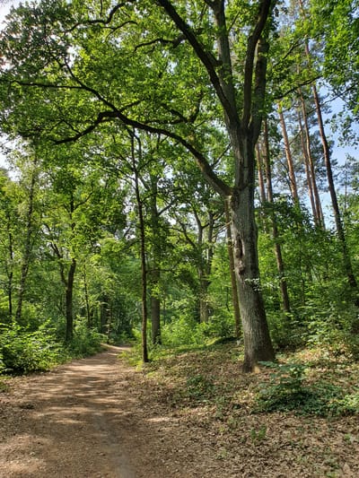 The image depicts a sun-dappled forest path in Falkensee, Germany. The path, made of dirt and covered with fallen leaves, winds through a dense woodland. Towering trees with green canopies dominate the scene, with sunlight filtering through to create patterns on the ground. In the foreground, a large tree trunk stands prominently, its bark textured and weathered. To the right of the path, the forest floor is carpeted with a thick layer of dry leaves and some low-lying green vegetation. The overall impression is one of a tranquil, natural setting within the city.