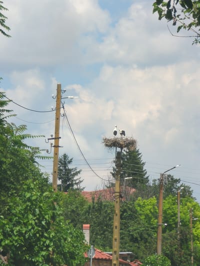 The image shows a scene of nature and infrastructure in Maslarevo, Bulgaria. The primary subjects are two storks perched on a large nest constructed on top of a utility pole. The nest is a substantial collection of twigs and other natural materials. The storks themselves are mostly white with black markings on their wings.
The utility pole is made of wood and has several insulators and wires attached to it, suggesting it is part of an electrical or telecommunications grid. Behind the pole and nest, lush green trees and foliage dominate the background, creating a natural, somewhat wild environment. In the distance, hints of red-tiled roofs of houses can be seen, indicating a rural or semi-rural setting, likely a village or town.
The sky is partly cloudy with large patches of bright white clouds against a pale blue backdrop. The lighting suggests it is daytime, likely mid-morning or afternoon, with the sun illuminating the scene. There are no people visible in the image. The overall impression is one of peaceful coexistence between wildlife and human infrastructure. The focus on the storks and their nest highlights the natural aspect of the scene, while the utility poles and wires represent the human presence. No text is visible in the image.