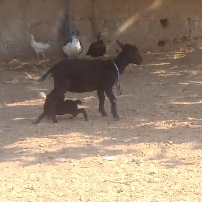 An outdoor scene in Nagazi, Nigeria, features a dark-colored adult goat with a light-colored collar standing on dry, light brown dirt. A small, dark-colored goat kid actively nurses from beneath the adult goat. In the background, positioned to the left and rear of the goats, are three birds: one white chicken, one mottled white and dark Muscovy duck, and one dark Muscovy duck. A light-colored concrete or block wall forms the background. The ground exhibits scattered small stones or debris and patches of shade cast by an unseen overhead source, indicating direct sunlight from the upper left.