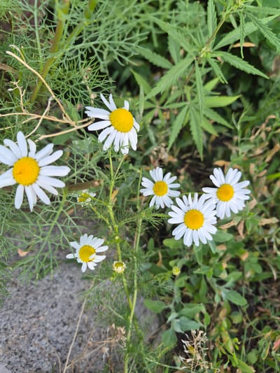 This media file depicts a close-up, eye-level view of a natural outdoor scene. The primary subjects are several white daisies with bright yellow centers, scattered amongst lush green foliage. The daisies appear to be in bloom, with some in full flower and others as buds. Interspersed with the daisies are feathery green leaves that resemble dill or fennel, and larger, serrated leaves that appear to belong to a cannabis plant, indicated by their distinctive shape. The background consists of more greenery and a rough, greyish surface, likely gravel or pavement, suggesting the plants are growing near a path or road.

There is no activity taking place; the image is a still shot of the plants. Notable details include the clear focus on the flowers and leaves, highlighting their textures and vibrant colors. The lighting suggests it is daytime, likely with overcast or diffused sunlight, as there are no harsh shadows. The overall impression is one of natural growth and biodiversity. There is no visible text in the image. The location context of Tekeli, Kazakhstan, suggests a temperate climate where these plants might coexist.