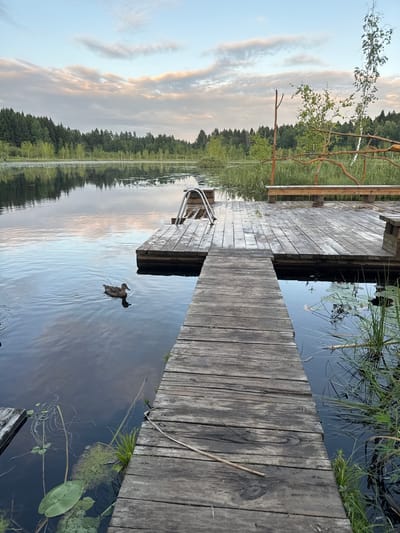 The image depicts a rustic wooden dock extending into a calm body of water, likely a lake or pond, in Pchelka, Russia. The sky above is partly cloudy with soft hues of pink and orange, suggesting it is either sunrise or sunset. A solitary duck swims in the water to the left of the dock. The dock itself is made of weathered wooden planks and has a pathway leading from the foreground towards a wider platform. On the wider platform, there is a simple wooden bench and some rustic wooden structures that appear to be part of a decorative fence or seating area. The surrounding environment is lush with green trees forming a dense forest in the background, and tall grasses and lily pads along the water's edge. The water reflects the sky and the trees, creating a serene and natural landscape. There are no people visible in the image.