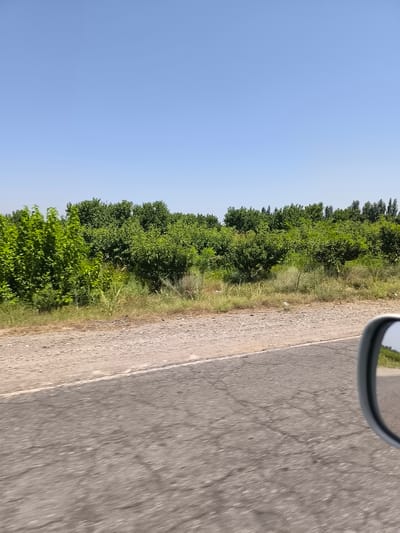 The image shows a clear blue sky over a row of lush green trees. The trees appear to be fruit trees, with dense foliage. In the foreground, there is a road with a gravel shoulder. A car's side mirror is visible on the right side of the image, reflecting the sky and trees. The scene suggests a rural or semi-rural setting, possibly an orchard on the outskirts of Hudayarhan, Uzbekistan, on a bright, sunny day. There are no people visible in the image.