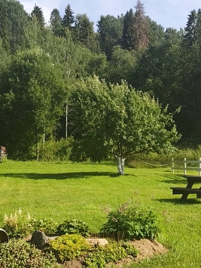 The image depicts a sunny outdoor scene in Korchazhikha, Russia. A lush green lawn dominates the foreground, with a prominent deciduous tree in the middle ground. The tree has a white-painted base and is casting a shadow on the grass. In the background, a dense forest of various trees, including evergreens and deciduous trees, stretches across the landscape. A white fence and a picnic table are visible to the right of the tree. The sky is clear and blue. The foreground also features a small garden bed with rocks and low-lying plants.