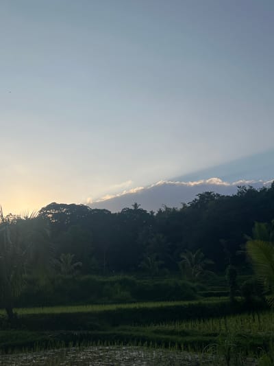 The image depicts a serene landscape at what appears to be dawn or dusk in Tetebatu, Indonesia. The sky is a pale blue, gradually transitioning to a softer hue near the horizon where the sun is just starting to peek through, casting a warm glow. A line of fluffy clouds stretches across the middle ground, illuminated from behind by the sun. Below the sky, a dense canopy of dark green trees forms a silhouette against the sky, with hints of palm trees interspersed throughout. The foreground features lush green rice paddies, with some areas appearing to be flooded and others showing young rice plants. The overall impression is one of tranquility and natural beauty.