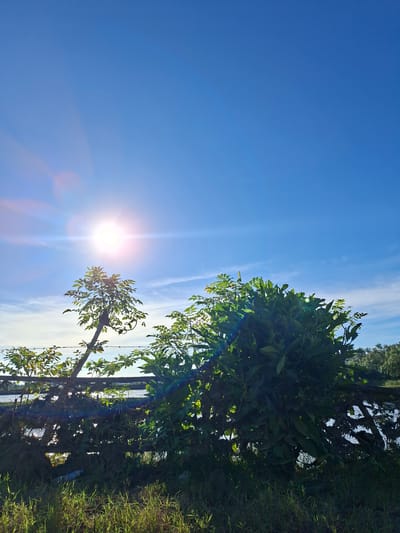 The image depicts a daytime scene in Dayahbaro, Indonesia, showcasing a clear blue sky partially obscured by foliage. The sun is prominently visible, emitting bright light and lens flares. Trees and grass are present on the right side of the image, with some branches extending into the sky. A fence is also visible among the vegetation. The perspective is looking upwards.