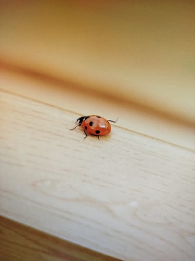 A ladybug is crawling on a light brown wooden surface. The ladybug is red with black spots. The surface appears to be a table or floor with wood grain visible. The background is a blurred gradient of warm, earthy tones. No people or other animals are present in the image. The scene does not depict any specific location within the city of Nova Znamianka, Ukraine, or any other identifiable urban setting.