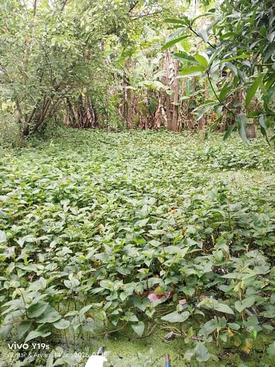 A dense aquatic garden thrives with vibrant green foliage covering the water's surface. Lush trees and banana plants create a verdant backdrop. The scene, likely a swamp or pond, suggests a thriving ecosystem. Debris litters the water's surface, hinting at human impact on the natural environment.
