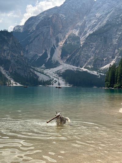 A husky dog is in the water of Lago di Braies in Prags - Braies, Italy, holding a stick in its mouth. The dog is facing forward with its head turned slightly to its left. The dog's body is partially submerged in the clear, shallow water, with ripples visible around its legs. In the background, the lake stretches out, with several small boats scattered across its surface. Towering, rugged mountains with steep slopes and scattered patches of vegetation rise dramatically on the far side of the lake. The sky above is partly cloudy. The foreground shows the sandy bottom of the lake visible through the clear water.