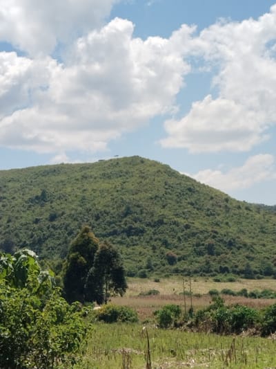 The image displays a rural landscape within Waseges ward, Kenya. A large, verdant hill, densely covered in green vegetation, occupies the background under a blue sky with scattered white cumulus clouds. A singular, small tree or object is faintly discernible near the hill's summit. The midground consists of a flat expanse of land, appearing to be an agricultural field with mixed green and brown growth, possibly indicating cultivated or recently harvested crops. The foreground is heavily vegetated with various green shrubs and plants. Two taller, darker green trees are present in the left-center of the foreground. No human activity, animals, or discernible artificial structures beyond the distant hill-top object are evident.