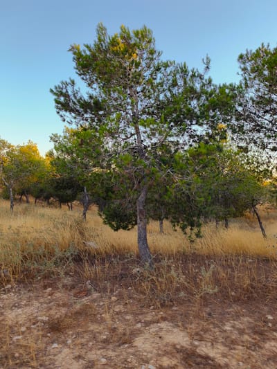 The image depicts a dry, grassy field with scattered pine trees. The ground is covered in dry grass and small stones. In the foreground, the soil is sandy and rocky, with dry grass and some small green plants growing. Further back, the field transitions into a dense area of dry, golden grass. Pine trees are interspersed throughout the scene, with their green needles and brown cones visible. The sky is a clear, light blue. The overall impression is of a dry, arid landscape, possibly during a warm season. This scene is consistent with the natural landscapes found in the outskirts of Be'er-Sheva, Israel, characterized by its semi-arid climate and sparse vegetation.