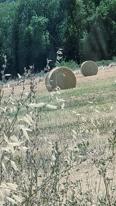 This is a close-up, vertical-format, outdoor photograph taken in Navata, Spain. The foreground is dominated by dry, light-colored grasses and brush with thin, dark branches. In the midground, two large, round hay bales are visible on a grassy slope. The bale on the left is closer and more detailed, showing its woven texture. The bale on the right is further away and slightly less distinct. In the background, a dense line of dark green trees forms a solid mass, with some sunlight filtering through and creating shadowed stripes across the scene. The ground appears to be a mixture of dry grass and earth.