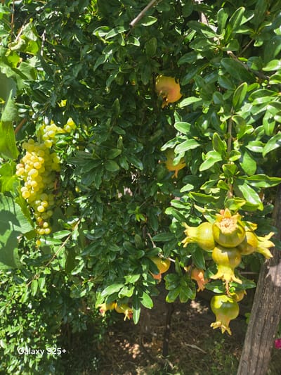 In Antelope, California, USA, a cluster of young pomegranates is visible on a tree branch. Some pomegranates are a light green color, while others are tinged with yellow and red. A bunch of green grapes hangs nearby on the same tree. The pomegranates and grapes are surrounded by lush green leaves. A rustic wooden post is also present in the background.