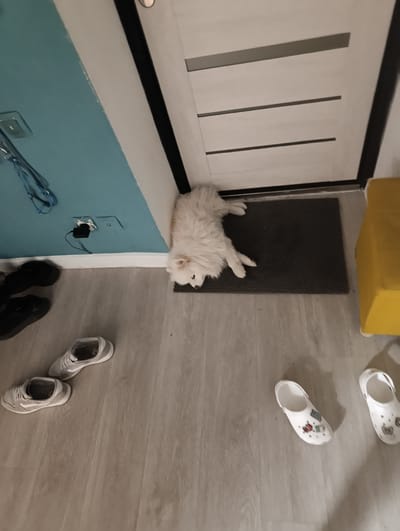 In the city of Ishim, Russia, a white dog is lying on a doormat in front of a closed door. The dog is fluffy and appears to be resting. The doormat is dark gray and textured. To the left of the dog and doormat, there is a light blue wall with a white baseboard. There are electrical outlets and wires on the wall. To the left of the wall, there are two pairs of shoes: one pair of black sneakers and one pair of grey sneakers. To the right of the doormat, there is a yellow upholstered ottoman. The floor is light-colored wood laminate.