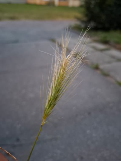 This is a close-up, low-angle, vertically oriented photograph of a single foxtail grass stalk. The stalk is the primary subject, detailed with its numerous thin, bristly seed heads that radiate outwards. The grass exhibits a gradient of colors, transitioning from a pale yellow at the tips to a vibrant green closer to the stem. The stem itself is a thin, yellow-green stalk.

The background is out of focus, suggesting a shallow depth of field. It appears to be an outdoor setting with a textured, gray paved surface in the foreground, likely a sidewalk or path. Further in the background, blurred shapes suggest greenery and possibly foliage, hinting at a park or garden. The lighting indicates it is daytime, with soft, diffused light.

The image has a static quality, focusing on the natural beauty of the grass stalk. There are no people or animals visible. The overall mood is serene and naturalistic. There is no visible text in the image. The location context provided is České Budějovice, Czechia, which suggests the photograph was taken in this region.