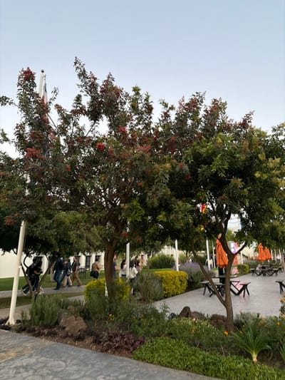 The image depicts an outdoor public space within Fraccionamiento Los Heroes Queretaro, Mexico, under a clear, pale blue sky. The scene is characterized by abundant green vegetation, primarily several medium-sized trees with dense foliage, many displaying clusters of small red berries. Landscaped garden beds are present throughout, featuring various shrubs, including some with yellow leaves and others with purple blossoms, alongside ground cover and exposed rocks.
In the mid-ground, a paved pathway hosts a group of approximately seven individuals walking from left to right. Their attire is casual. One person on the far left holds a dark object, possibly a camera or mobile device. Further to the right, a smaller cluster of people stands near the landscaped areas.
The background reveals white, multi-story buildings. Several tall white poles are visible, one prominently displaying a flag with green, white, and red vertical stripes. To the right mid-ground, a recreational area features at least five dark picnic tables with benches, shaded by multiple open, bright orange patio umbrellas. Faint colorful artificial lighting elements are discernible behind the umbrellas. Human presence is observed, with individuals moving or standing, but no direct interpersonal interactions are explicitly evident.