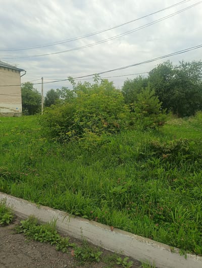 The image depicts an overcast day in a semi-urban or rural setting, likely in Тайжина, Russia. A building with a pale, textured facade and a visible gutter system is present on the left side of the frame. The ground in the foreground consists of a paved area with gravel and some low-lying vegetation, bordered by a concrete curb. Beyond the curb, a dense area of green grass and various wild plants, including some with small pink and yellow flowers, stretches into the middle ground. A prominent, bushy green shrub dominates the center of the image, with a young pine tree visible behind it. In the background, a line of mature trees forms a backdrop against the cloudy sky. Overhead, several power lines crisscross the scene. No people or animals are visible in the image.