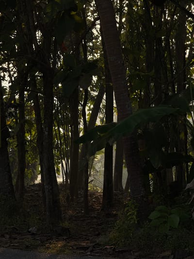 The image depicts a dense forest scene with several trees of varying thickness and leaf coverage. The ground is covered in a thick layer of dry leaves, with patches of grass growing in the foreground and along the edges of the path. Sunlight filters through the canopy, creating dappled light and shadows on the forest floor. The atmosphere appears slightly hazy, possibly due to mist or humidity. The overall impression is of a natural, undeveloped area. The image is believed to be taken in the vicinity of Seliling, Indonesia.