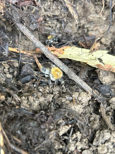 A single, deceased bumblebee is pictured lying on the ground amidst soil, twigs, and decaying leaves. The bee exhibits its characteristic fuzzy, segmented body with yellow and black markings. The surrounding environment suggests a natural outdoor setting with loose soil and organic debris. No people or other animate subjects are present. The image does not provide any information regarding the location within the city of Slavenka, Russia.