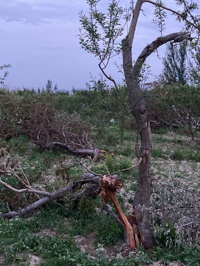 The image captures an outdoor scene dominated by damaged trees and fallen branches, indicating the aftermath of a disruptive event, possibly a storm or strong winds. In the foreground, a tree with a prominent, freshly split trunk stands partially upright, revealing light-colored wood where it has broken. A large, gnarled branch from this tree, covered with some green leaves, lies on the ground to the left. Numerous other fallen branches, some bare and dry, are scattered across the uneven terrain.

The ground is a mix of sparse green plants, dry leaves, and patches of light-colored soil or small rocks. The midground features a dense array of healthy green foliage, suggesting an orchard or natural wooded area, with taller, slender trees visible further back. In the distance, faint outlines of hills or mountains are visible beneath a soft, overcast sky, which appears a pale bluish-grey.

The diffused light suggests either dawn, dusk, or heavily cloudy weather. The scene conveys a sense of recent damage and the resilience of nature. No people, animals, or text are visible. The setting appears to be a rural or semi-wild landscape, consistent with the mentioned location of Qila Saifullah, Pakistan.