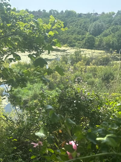 The media file captures a natural scene in South Ockendon, United Kingdom. The foreground is dominated by lush green foliage, with branches and leaves of various trees and plants filling the frame. Two delicate pink flowers are visible amidst the greenery on the right side of the image, appearing to be part of a flowering shrub.

In the mid-ground and background, a body of water covered in a thick layer of green algae or lily pads stretches out. Beyond the water, a dense forest or hillside covered in trees rises, creating a textured green backdrop. The overall impression is one of a vibrant, overgrown natural environment, likely during the daytime, given the bright lighting. The sky is visible as a pale blue on the far left, suggesting clear weather. There is no visible text in the media file. The scene evokes a sense of peacefulness and immersion in nature.