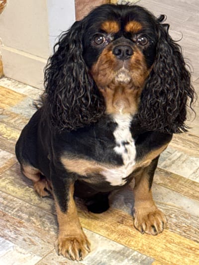 A medium shot shows a Cavalier King Charles Spaniel sitting on a wooden floor. The dog is facing the camera with its head slightly tilted. It has black and tan fur, with a white blaze on its chest. The dog's eyes are dark brown and its nose is black. The background is a wall with a light-colored baseboard. The floor is made of wooden planks with a distressed finish. The lighting is natural and comes from above. The location is stated as Андрианково-1 Снт, Russia.