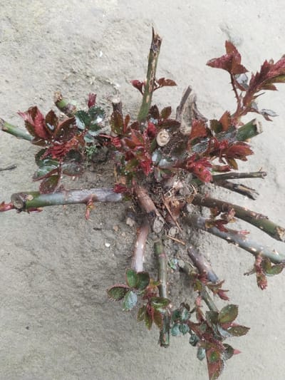 A top-down view captures a cluster of pruned plant stems with new growth, resting on a light gray, granular surface, likely dry soil or concrete. The central mass consists of multiple woody stems, varying in diameter, with some exhibiting fresh, angular cuts consistent with recent pruning. These stems are primarily greenish-brown to dark brown, and several bear small thorns. Numerous clusters of new leaves are visible, characterized by their small size and reddish-green coloration, indicating early growth. Some leaves display small, clear water droplets on their surfaces. No human or animal figures are present. The image does not provide visual cues to confirm the location as Limbur, Uzbekistan.