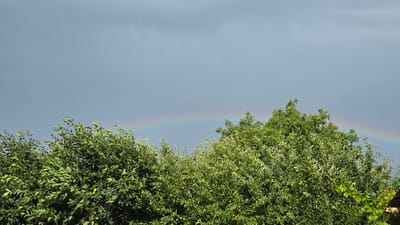 The image shows a lush green canopy of trees against a vast, overcast sky. A faint rainbow arches across the upper portion of the sky, hinting at recent or ongoing rain. The trees are dense with vibrant green leaves, some of which have lighter, almost yellow-green edges, suggesting new growth or variation in the foliage. Small, round, light-colored fruits or seed pods are visible scattered throughout the branches of the trees. The overall impression is one of a natural, outdoor setting, likely a garden or park, shortly after a rainfall. The weather appears to be clearing, with the rainbow signifying the end of the rain. The time of day is indeterminate due to the overcast sky, but the scene evokes a sense of freshness and renewal associated with post-rain conditions. There is no visible text in the image. The setting of Alkhazurovo, Russia, places this natural phenomenon within a specific geographic context, suggesting a temperate climate where such weather patterns are common.