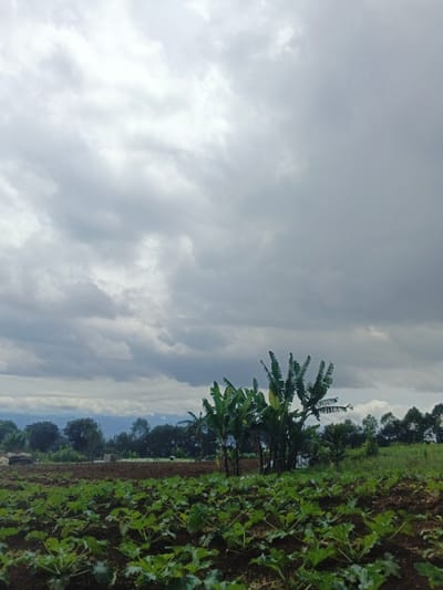 The scene depicts an agricultural landscape under a heavily overcast sky in Ngọc Tụ, Vietnam. The foreground features a cultivated field of green, broad-leafed plants arranged in rows on dark brown soil. In the midground, to the left, a section of tilled earth is visible where a solitary, small human figure, indistinctly clothed, appears to be working. A cluster of several banana trees with large green leaves stands prominently to the right of this tilled area. Beyond the fields and trees, a distant line of mountains or hills is faintly discernible beneath the dense, grey cloud cover that dominates the upper two-thirds of the image. No specific structures or prominent objects are visible besides the vegetation and tilled land.