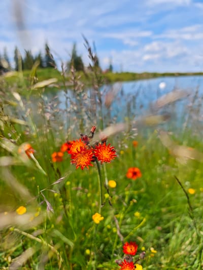 An outdoor, eye-level, close-up shot captures a patch of bright orange flowers, likely Hawkweed, in a meadow. The flowers are the primary focus, with sharp detail on their intricate petals and fuzzy stems. In the background, a body of water, possibly a lake or pond, reflects the blue sky dotted with white clouds. The surrounding landscape is filled with green grass and other small yellow wildflowers, suggesting a natural, undeveloped area. The scene is bathed in natural daylight, creating a vibrant and serene atmosphere. While the image does not show any people, structures, or specific landmarks of Kirchberg in Tirol, Austria, it depicts a natural environment that could be found in such a location. The composition, with its shallow depth of field, draws the viewer's attention to the delicate beauty of the flowers, while the soft focus of the background elements contributes to the overall tranquil mood.