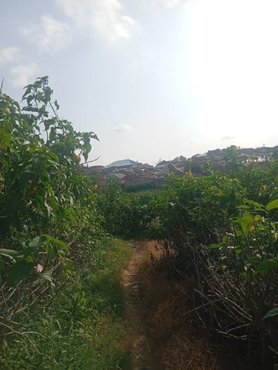 This image captures a view of a pathway cutting through dense vegetation, leading towards a hillside settlement. The pathway is narrow and appears to be made of dirt, with dry grass and fallen leaves lining its edges. On either side of the pathway, lush green foliage dominates, with thick bushes and tall plants creating a natural corridor. In the background, a collection of buildings with various roof types, including corrugated iron and some with a blue roof, are visible, suggesting a densely populated area. The sky above is bright and mostly clear, with a few wispy clouds. The overall scene suggests an outdoor environment in a somewhat unkempt or natural state, on the outskirts of an urban area.