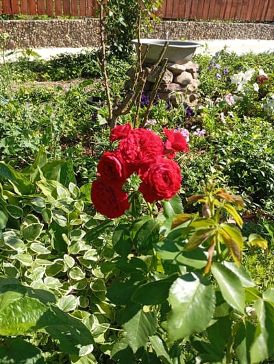 This is a close-up, eye-level, outdoor, daylight, still photograph taken in the city of Karagash, Moldova. The foreground is dominated by lush green foliage, with a cluster of vibrant red roses in the center-left of the frame. The roses are in full bloom, with multiple layers of petals. To the left of the roses, there is a variegated plant with green leaves edged in creamy white. In the background, a wooden fence runs horizontally across the top of the image. Below the fence is a low wall constructed of stones and mortar. Beyond this wall, a variety of green plants and colorful flowers, including white and purple petunias, are visible. A stone structure supporting a basin-like object, possibly a bird bath or decorative element, is also present in the mid-ground. The scene depicts a well-maintained garden on a sunny day.