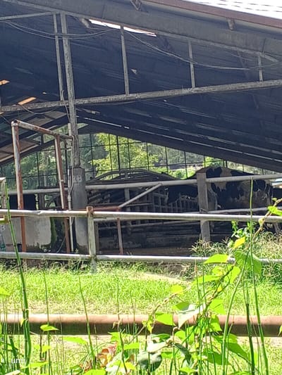 The image depicts an outdoor scene at a farm in Jaranguda, Indonesia. A large, weathered barn structure with a corrugated metal roof dominates the background. The roof appears to be partially damaged, with some sections missing or open to the sky. Inside the barn, several cows with black and white markings are visible, standing in pens. Metal fencing separates the pens and extends to the foreground. In front of the barn, there is a grassy area with tall green plants and vines growing. The overall impression is one of a working farm, possibly in need of some maintenance. There are no people visible in the image.