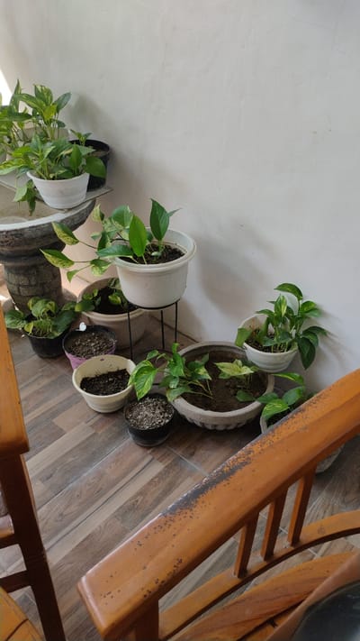 In the city of Banjarsari, Indonesia, a collection of potted plants is arranged on a wooden floor next to a white wall. The plants, predominantly Epipremnum aureum, are situated in various containers, including white plastic pots, a black plastic pot, a pink ceramic pot, and a large gray stone planter. One white pot is elevated on a black metal stand. The scene is viewed from a slightly elevated angle, looking downwards towards the plants and the floor. The foreground features a portion of a wooden railing, appearing weathered with dark speckles. The lighting suggests an outdoor or semi-outdoor space, possibly a patio or balcony, given the natural light and the wooden flooring that mimics an outdoor patio material. There are no people visible in the image.